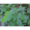 Morus nigra