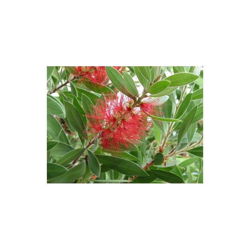 Callistemon citrinus