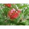 Callistemon citrinus