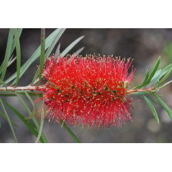Callistemon citrinus