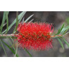 Callistemon citrinus