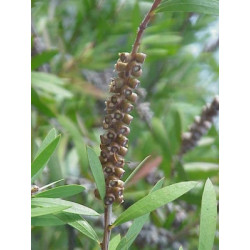 Callistemon citrinus