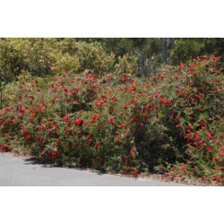 Callistemon citrinus