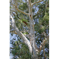 Eucalyptus camaldulensis