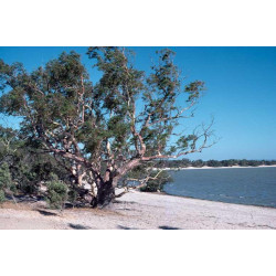 Eucalyptus camaldulensis