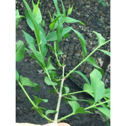 Fontanesia phillyreoides