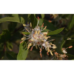 Fontanesia phillyreoides