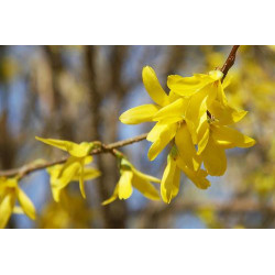 Forsythia x intermedia