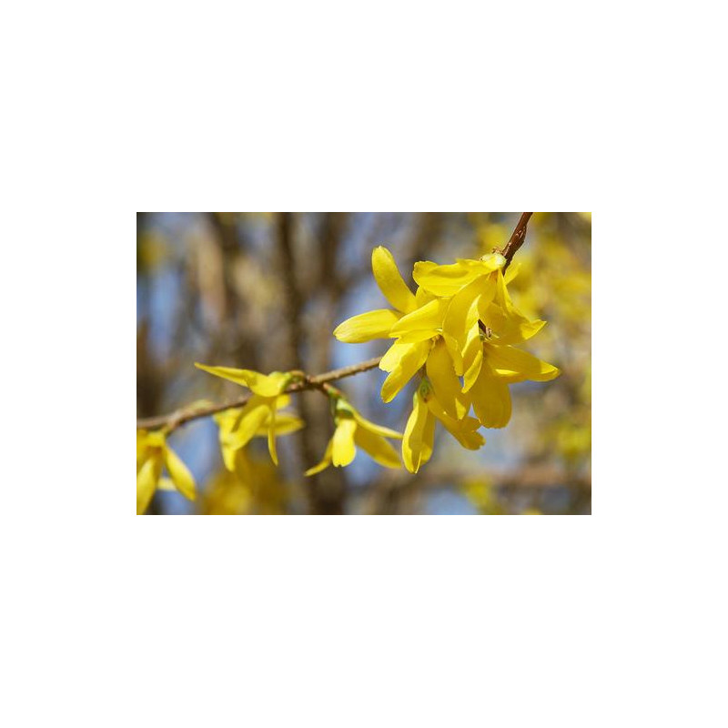Forsythia x intermedia