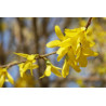 Forsythia x intermedia