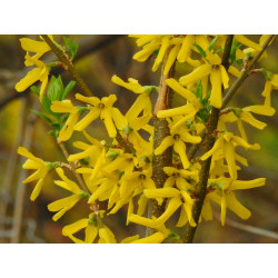 Forsythia viridissima
