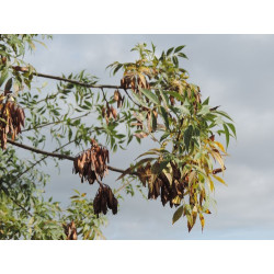 Fraxinus angustifolia