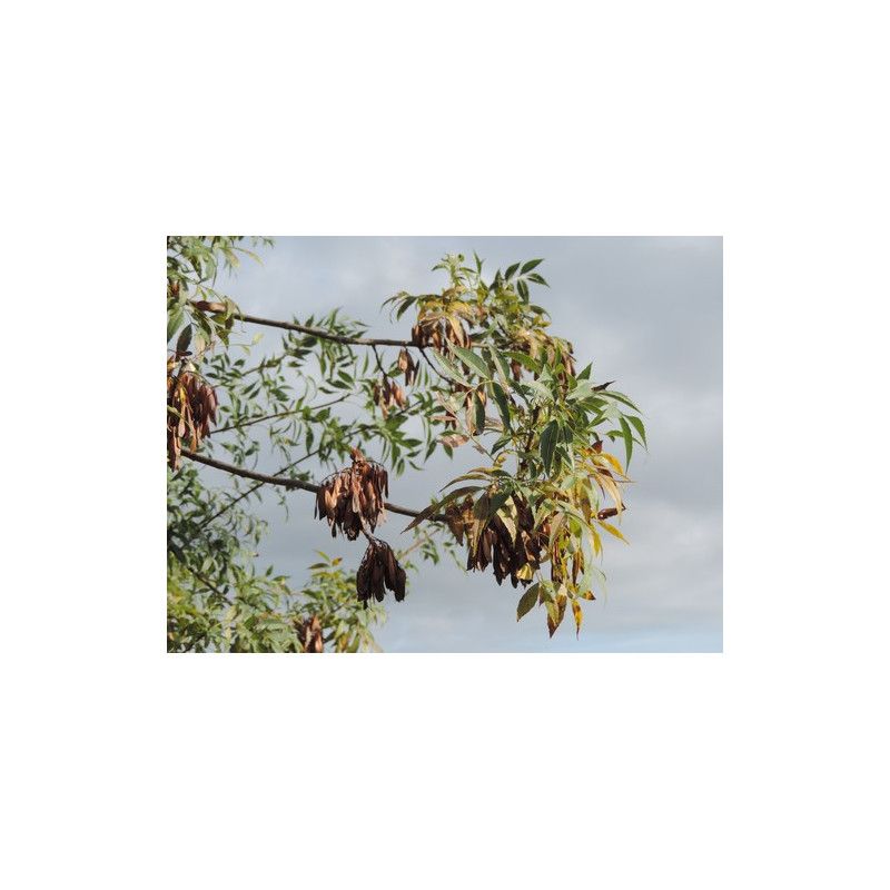 Fraxinus angustifolia