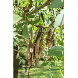 Fraxinus angustifolia
