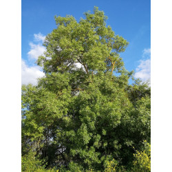 Fraxinus angustifolia