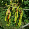 Fraxinus excelsior