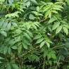 Fraxinus excelsior