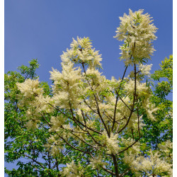 Fraxinus ornus