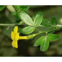 Jasminum fruticans