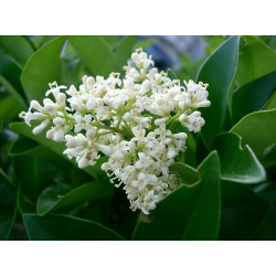 Ligustrum japonicum