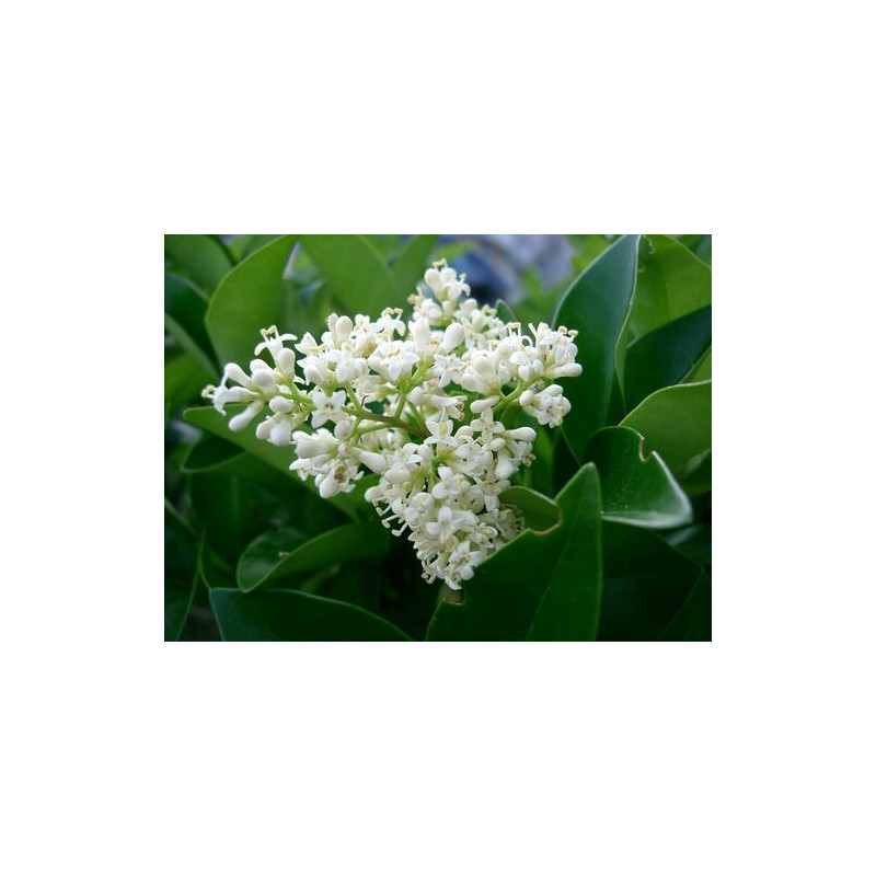 Ligustrum japonicum