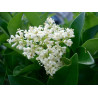 Ligustrum japonicum