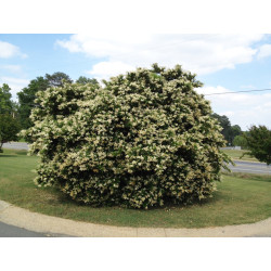 Ligustrum japonicum