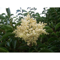 Ligustrum lucidum
