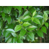 Ligustrum lucidum