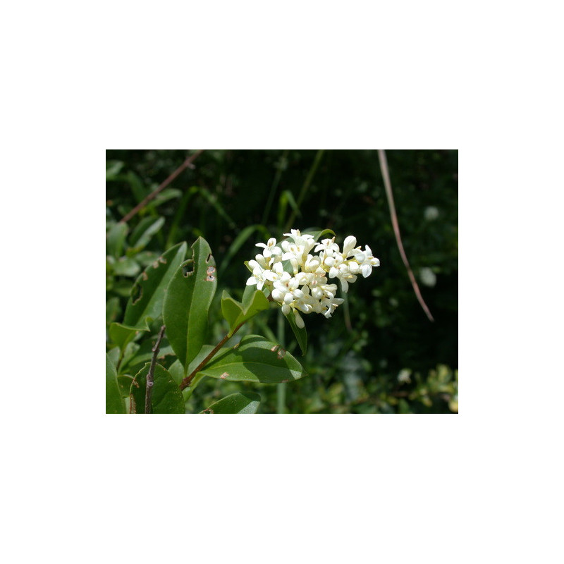 Ligustrum vulgare