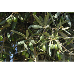 Olea europea