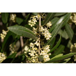 Olea europea