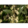 Olea europea