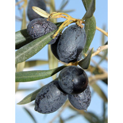 Olea europea