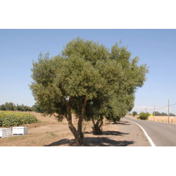 Olea europea