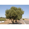Olea europea