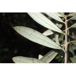 Olea europea