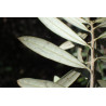 Olea europea