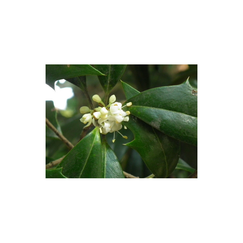 Osmanthus heterophyllus