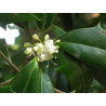 Osmanthus heterophyllus