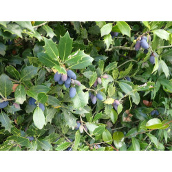 Osmanthus heterophyllus