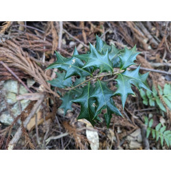 Osmanthus heterophyllus