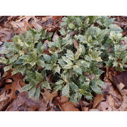 Osmanthus heterophyllus