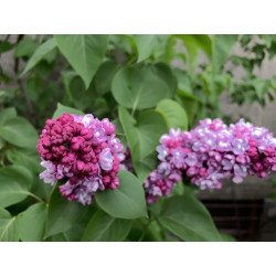 Syringa vulgaris