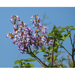 Paulownia tomentosa