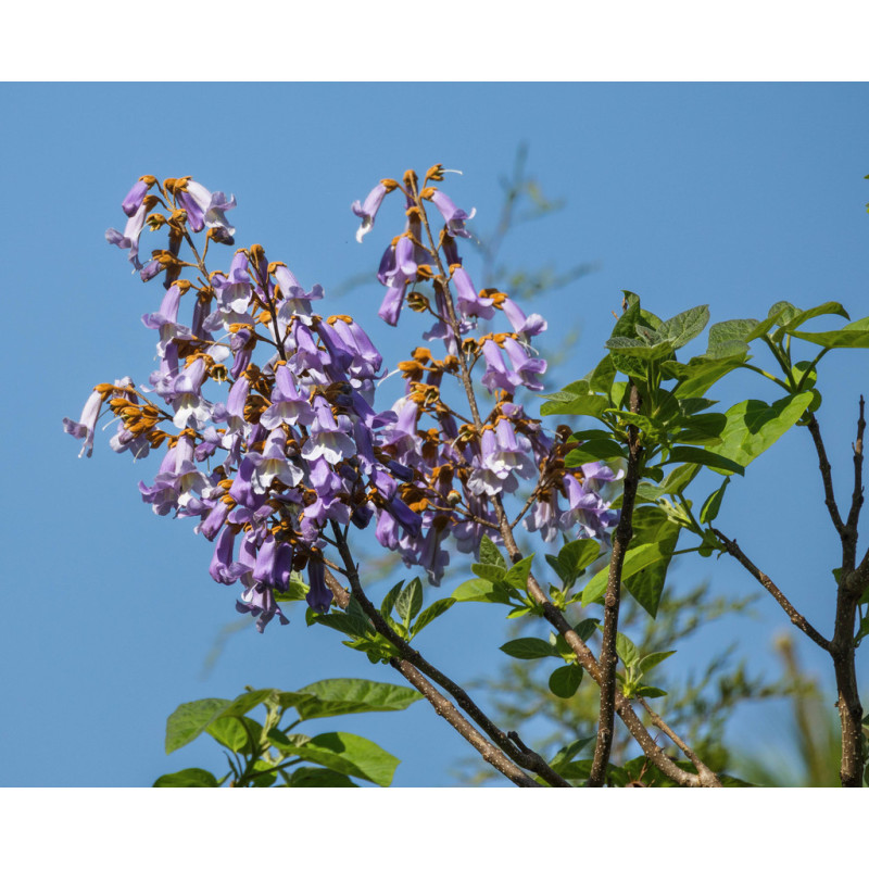 Paulownia tomentosa