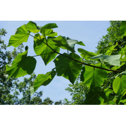 Paulownia tomentosa