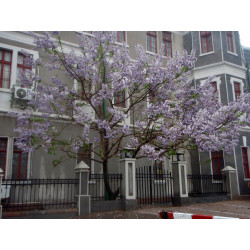 Paulownia tomentosa