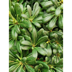 Pittosporum tobira