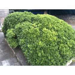Pittosporum tobira